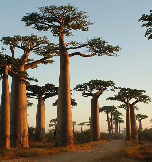 Madagascar