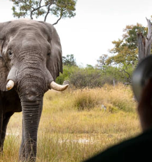 Safaris fotográficos