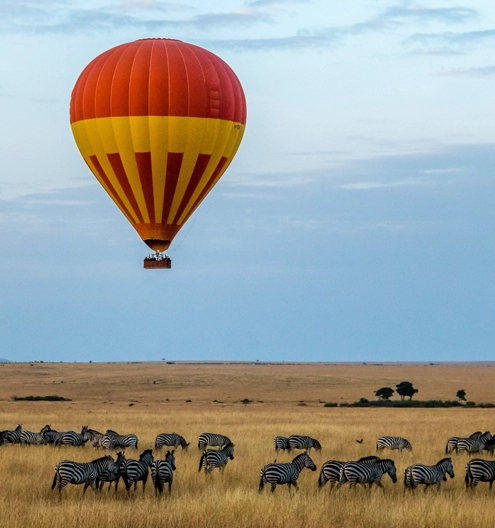 Safari