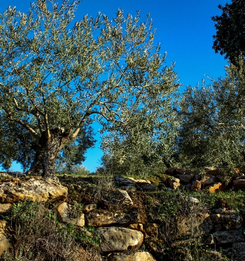 Aloreña Olive Tour